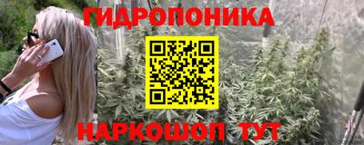 стафф Гай