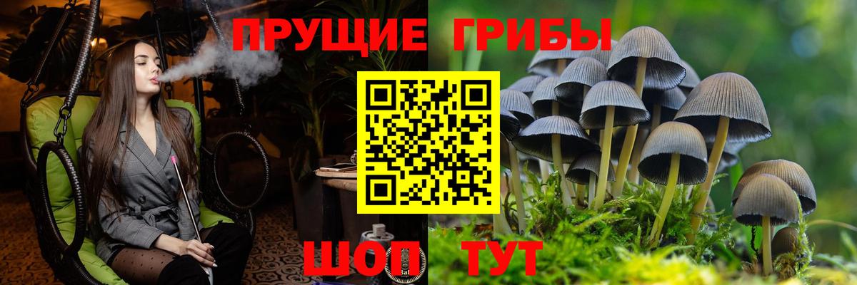 Егорьевск  Галлюциногенные грибы Psilocybe  Вход с VPN 